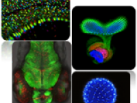 第五屆奧林巴斯顯微鏡全國顯微圖像大賽