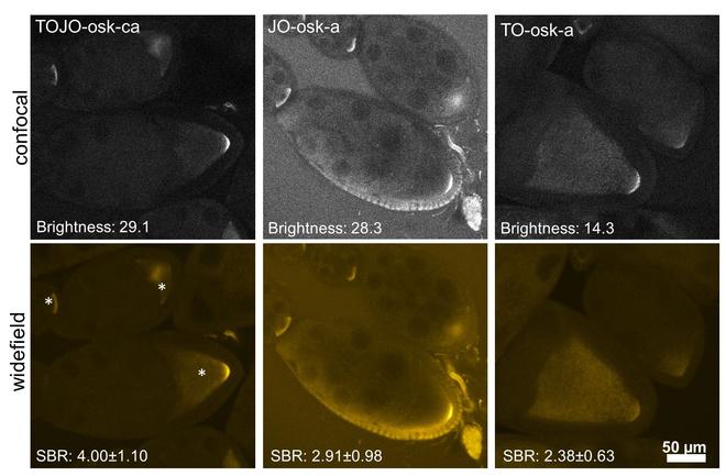 徠卡顯微鏡適合RNA探針