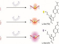 顯微鏡對RNA的研究