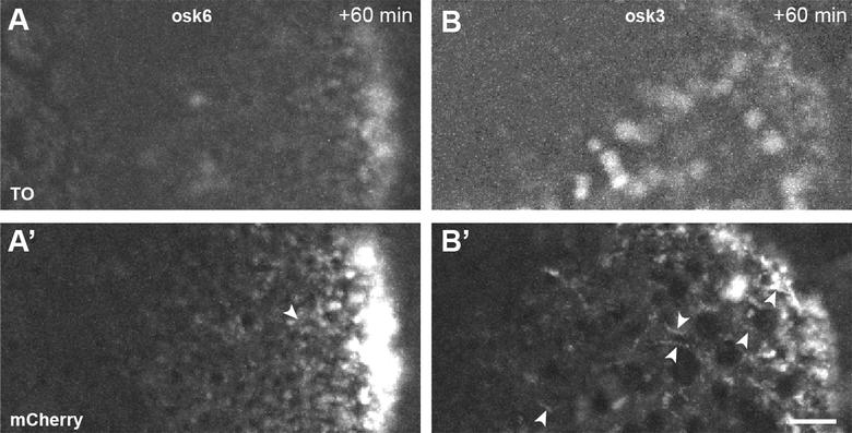徠卡顯微鏡適合RNA探針