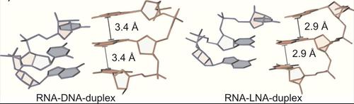 徠卡顯微鏡適合RNA探針