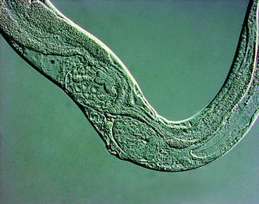 徠卡顯微鏡什么是綜合調節對比(IMC)?