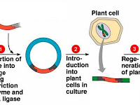 為什么外源蛋白誘導表達量特別少? 為什么外源蛋白誘導表達量特別少?