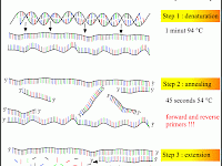 PCR的時候誤加了PBS有影響嗎? PCR的時候誤加了PBS有影響嗎?
