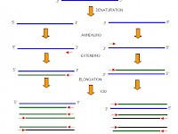 有沒有批量提取DNA的簡便方法? 有沒有批量提取DNA的簡便方法?